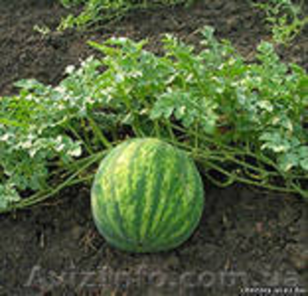 Реализуем по сезону укроп кабачки перец тыква сухофрукты соления яблоки груши  - <ro>Изображение</ro><ru>Изображение</ru> #3, <ru>Объявление</ru> #899491