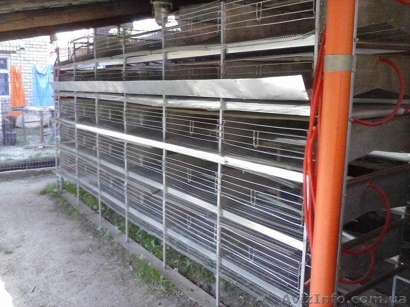 Батарея для перепелов (2000шт.) - <ro>Изображение</ro><ru>Изображение</ru> #4, <ru>Объявление</ru> #896817