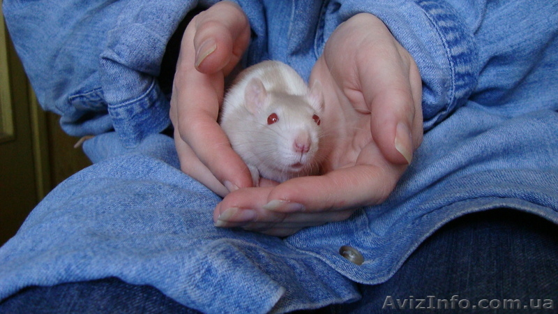 Чудные крыски-девочки (рыжая и хаски) ищут заботливых хозяев! - <ro>Изображение</ro><ru>Изображение</ru> #2, <ru>Объявление</ru> #732967