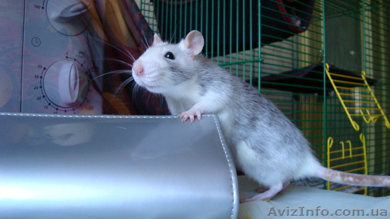 Чудные крыски-девочки (рыжая и хаски) ищут заботливых хозяев! - <ro>Изображение</ro><ru>Изображение</ru> #1, <ru>Объявление</ru> #732967