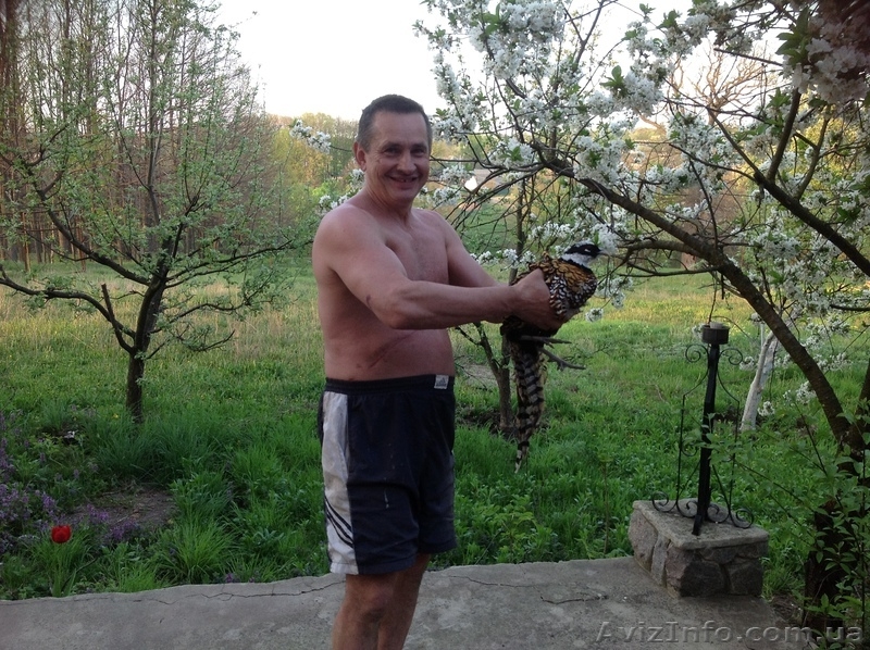 королевский фазан - <ro>Изображение</ro><ru>Изображение</ru> #3, <ru>Объявление</ru> #898175