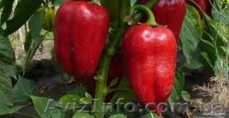 Реализуем по сезону укроп кабачки перец тыква сухофрукты соления яблоки груши  - <ro>Изображение</ro><ru>Изображение</ru> #8, <ru>Объявление</ru> #899491