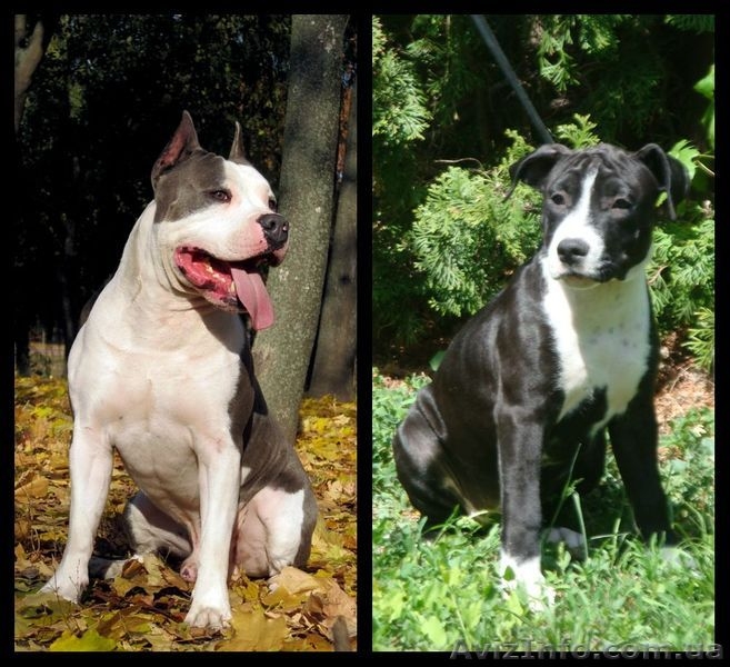 Великолепные стафики з документами КСУ - <ro>Изображение</ro><ru>Изображение</ru> #1, <ru>Объявление</ru> #900229