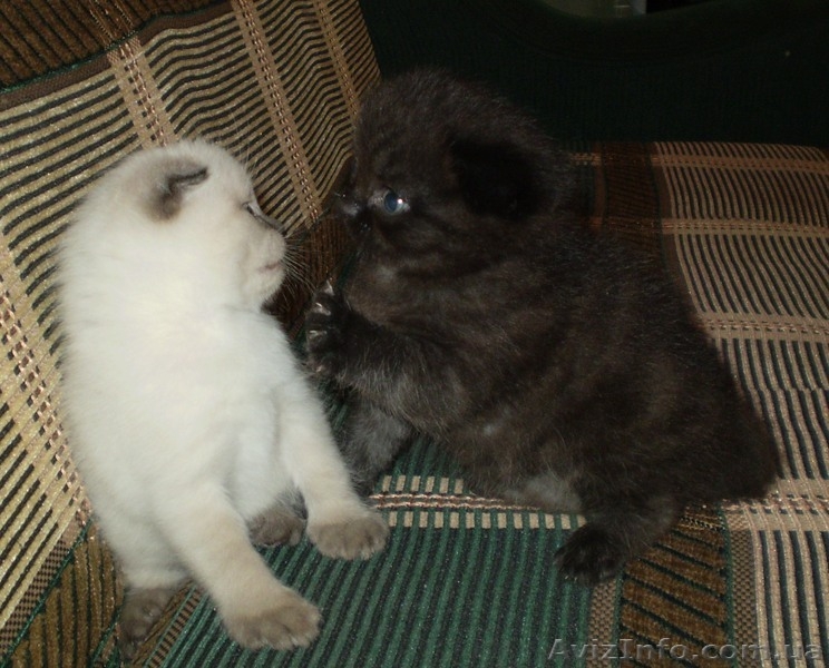 котята вислоухие британцы - <ro>Изображение</ro><ru>Изображение</ru> #3, <ru>Объявление</ru> #904901