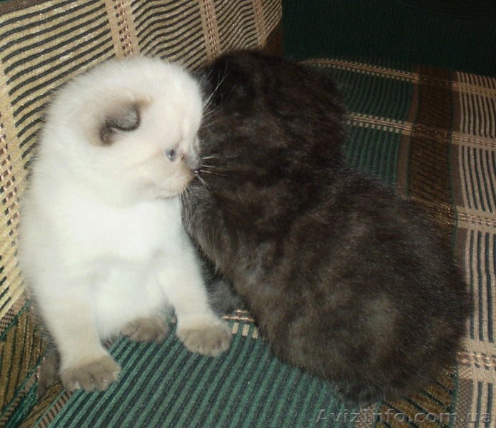 котята вислоухие британцы - <ro>Изображение</ro><ru>Изображение</ru> #2, <ru>Объявление</ru> #904901