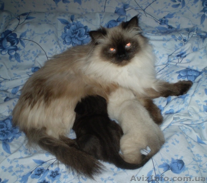 котята вислоухие британцы - <ro>Изображение</ro><ru>Изображение</ru> #4, <ru>Объявление</ru> #904901