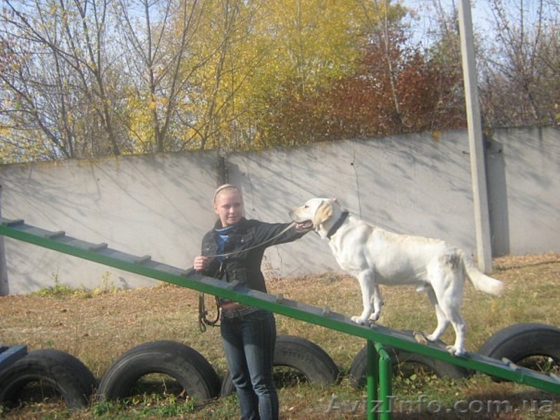 Услуги кинолога, дрессировка собак всех пород и возрастов - <ro>Изображение</ro><ru>Изображение</ru> #2, <ru>Объявление</ru> #896864