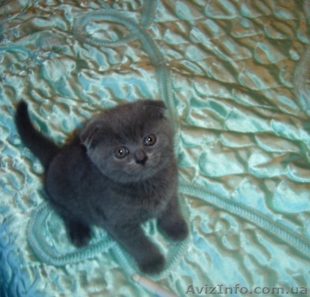 Продам британских вислоухих котят - <ro>Изображение</ro><ru>Изображение</ru> #1, <ru>Объявление</ru> #914389
