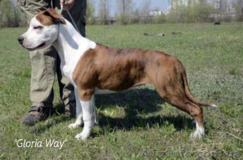 Девочки щенки Амстафф. Терьера.(Киев). - <ro>Изображение</ro><ru>Изображение</ru> #5, <ru>Объявление</ru> #800669