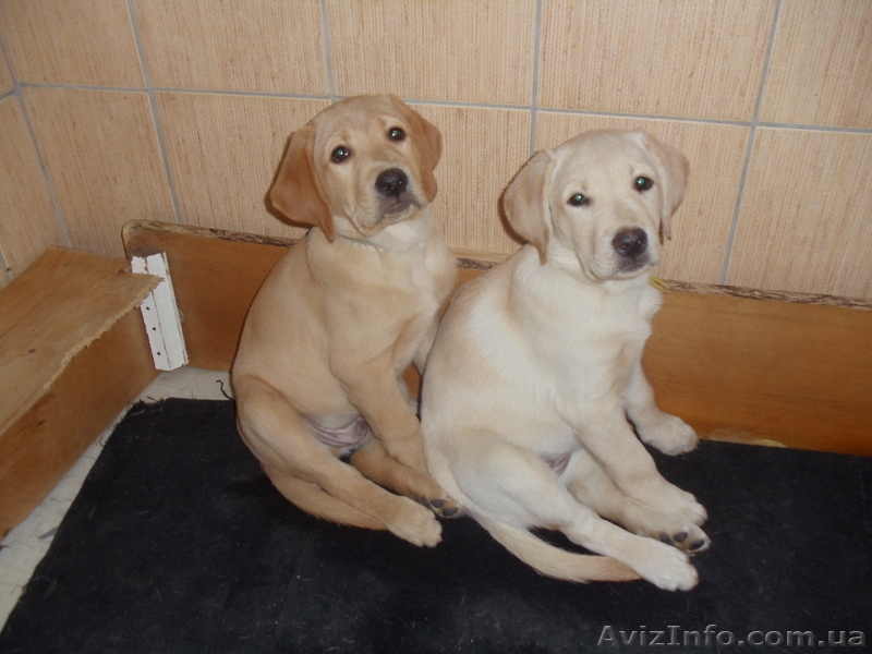 продаем щенков лабрадора - <ro>Изображение</ro><ru>Изображение</ru> #3, <ru>Объявление</ru> #879833