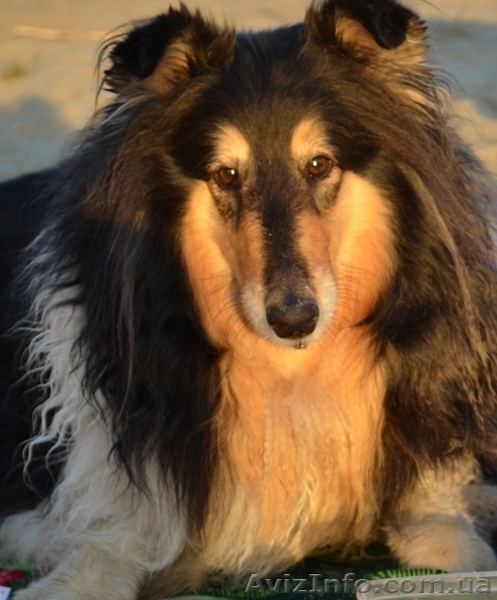 Породные щенки колли - <ro>Изображение</ro><ru>Изображение</ru> #2, <ru>Объявление</ru> #916879