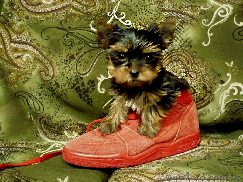 Самый маленький Английский Йорк Терьер - <ro>Изображение</ro><ru>Изображение</ru> #1, <ru>Объявление</ru> #917688