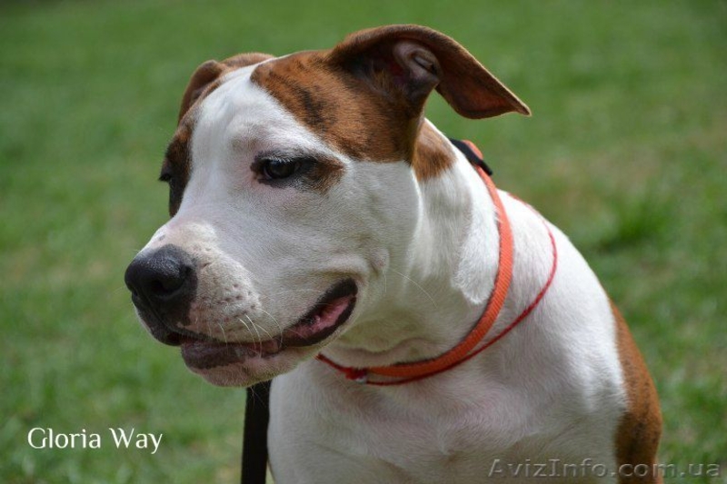 Девочки щенки Амстафф. Терьера.(Киев). - <ro>Изображение</ro><ru>Изображение</ru> #6, <ru>Объявление</ru> #800669