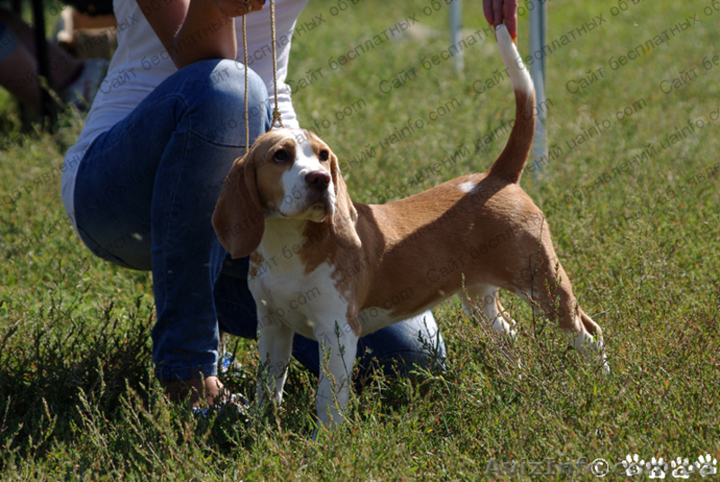 продам щенков бигля - <ro>Изображение</ro><ru>Изображение</ru> #3, <ru>Объявление</ru> #937062