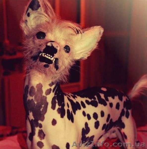 Кобель китайской хохлатой ищет даму для первой  вязки, Харьков - <ro>Изображение</ro><ru>Изображение</ru> #1, <ru>Объявление</ru> #935711