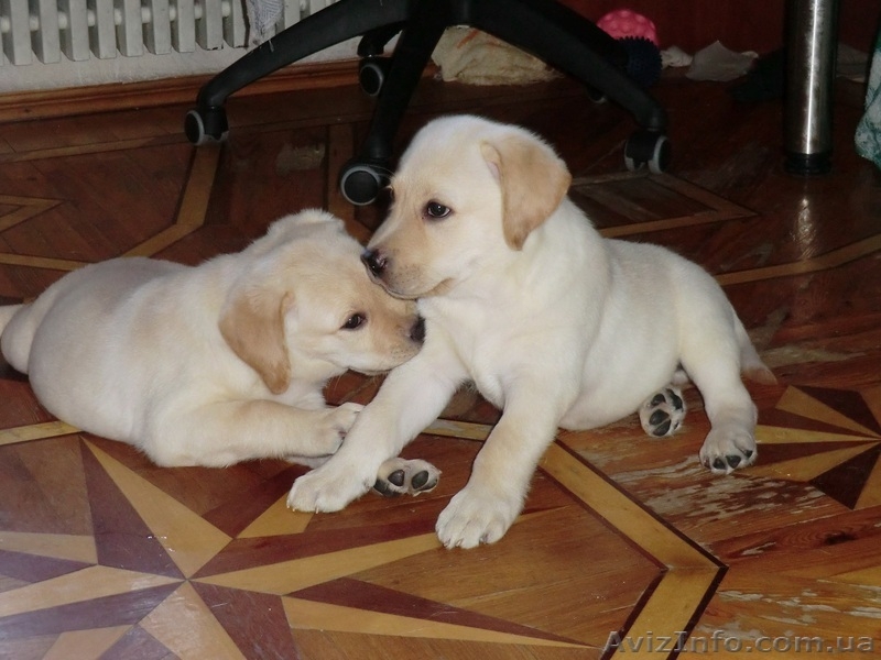 Палевые щенки лабрадора 2 девочки - <ro>Изображение</ro><ru>Изображение</ru> #1, <ru>Объявление</ru> #930695
