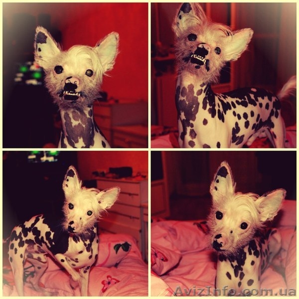 Кобель китайской хохлатой ищет даму для первой  вязки, Харьков - <ro>Изображение</ro><ru>Изображение</ru> #2, <ru>Объявление</ru> #935711