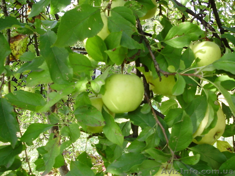 Отличное  место для отдыха (дача) - <ro>Изображение</ro><ru>Изображение</ru> #4, <ru>Объявление</ru> #934638