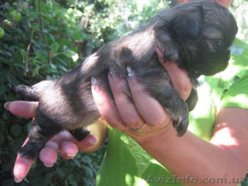 щенков пекинеса - <ro>Изображение</ro><ru>Изображение</ru> #2, <ru>Объявление</ru> #927281