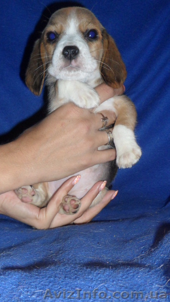 продам щенков бигля - <ro>Изображение</ro><ru>Изображение</ru> #1, <ru>Объявление</ru> #937062