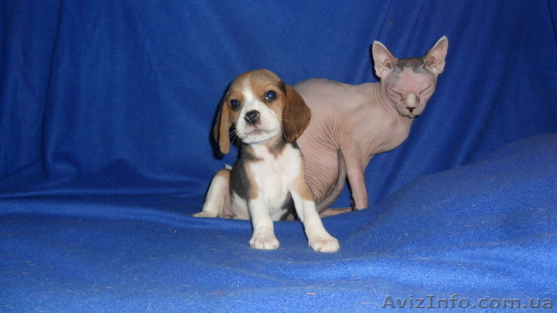 продам щенков бигля - <ro>Изображение</ro><ru>Изображение</ru> #2, <ru>Объявление</ru> #937062