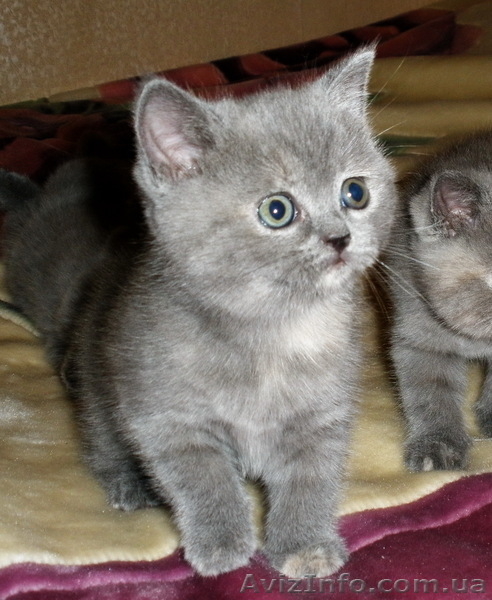 Котенок скотиш страйт - <ro>Изображение</ro><ru>Изображение</ru> #2, <ru>Объявление</ru> #929178