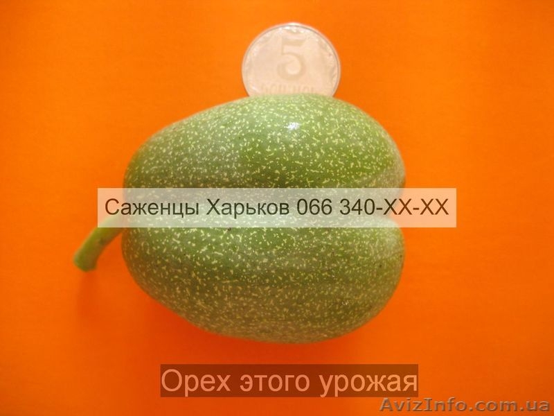 Cаженцы грецкого ореха грецкий орех - <ro>Изображение</ro><ru>Изображение</ru> #4, <ru>Объявление</ru> #941842