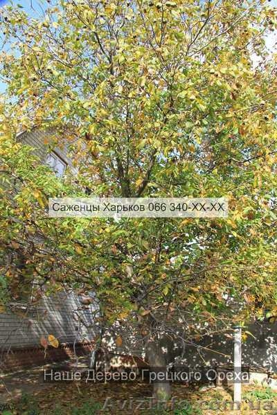 Cаженцы грецкого ореха грецкий орех - <ro>Изображение</ro><ru>Изображение</ru> #3, <ru>Объявление</ru> #941842