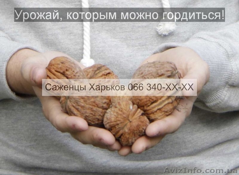 Cаженцы грецкого ореха грецкий орех - <ro>Изображение</ro><ru>Изображение</ru> #6, <ru>Объявление</ru> #941842