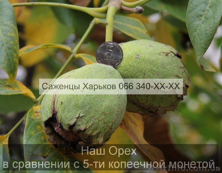 Cаженцы грецкого ореха грецкий орех - <ro>Изображение</ro><ru>Изображение</ru> #7, <ru>Объявление</ru> #941842