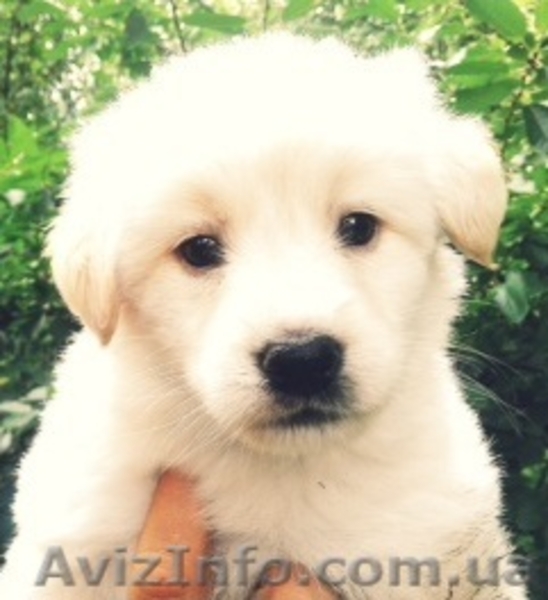 Подарю невероятного щенка - <ro>Изображение</ro><ru>Изображение</ru> #1, <ru>Объявление</ru> #944180