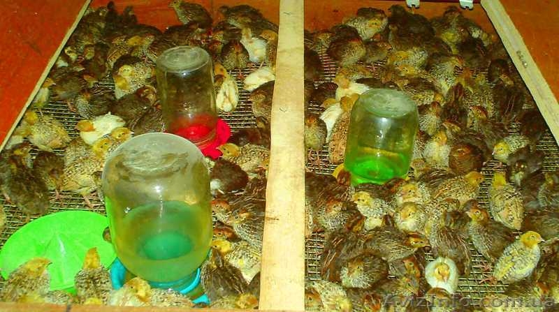 Клетки для перепелов (новые и б\у) - <ro>Изображение</ro><ru>Изображение</ru> #4, <ru>Объявление</ru> #951601