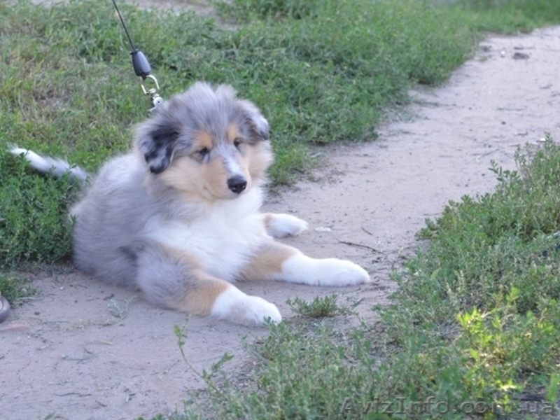Породные щенки колли - <ro>Изображение</ro><ru>Изображение</ru> #5, <ru>Объявление</ru> #916879