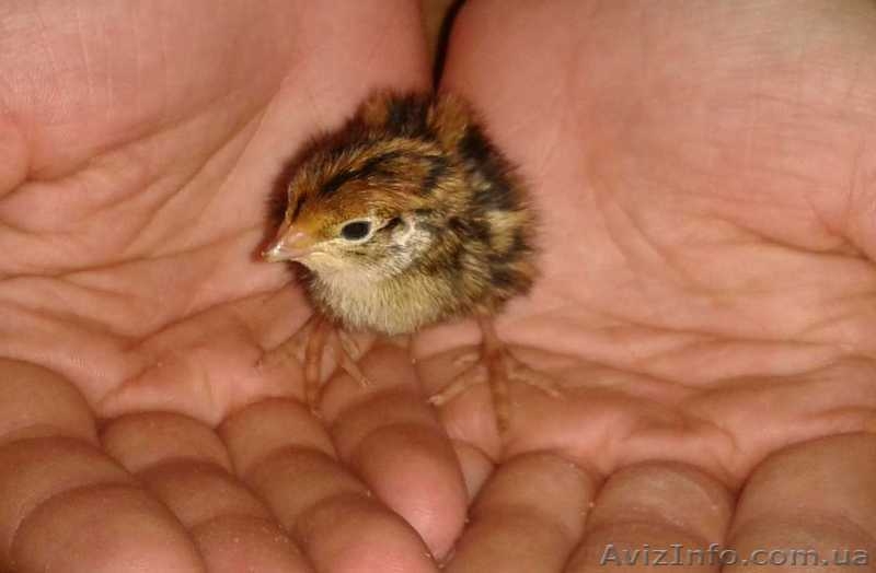 Клетки для перепелов (новые и б\у) - <ro>Изображение</ro><ru>Изображение</ru> #6, <ru>Объявление</ru> #951601