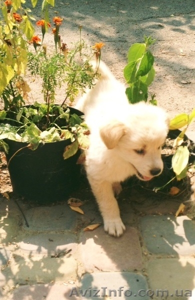 Подарю невероятного щенка - <ro>Изображение</ro><ru>Изображение</ru> #2, <ru>Объявление</ru> #944180