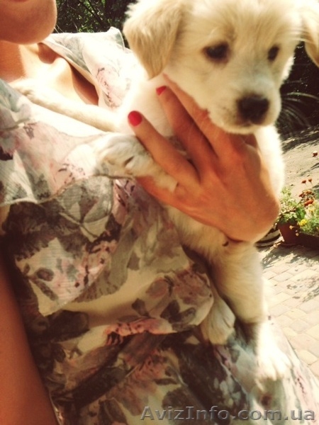 Подарю невероятного щенка - <ro>Изображение</ro><ru>Изображение</ru> #3, <ru>Объявление</ru> #944180