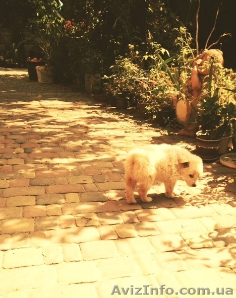 Подарю невероятного щенка - <ro>Изображение</ro><ru>Изображение</ru> #6, <ru>Объявление</ru> #944180