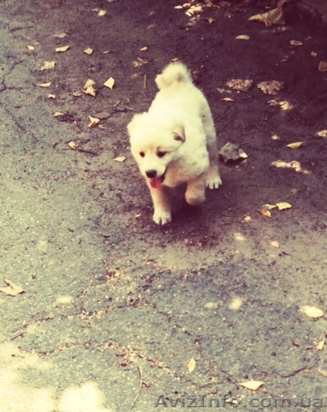Подарю невероятного щенка - <ro>Изображение</ro><ru>Изображение</ru> #5, <ru>Объявление</ru> #944180