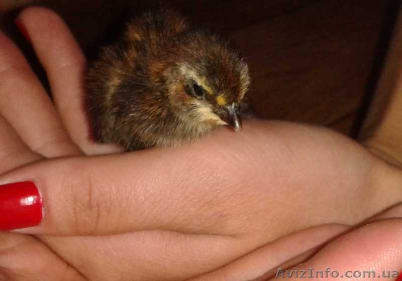 Яйцо перепелиное инкубационное, пищевое - <ro>Изображение</ro><ru>Изображение</ru> #3, <ru>Объявление</ru> #951603