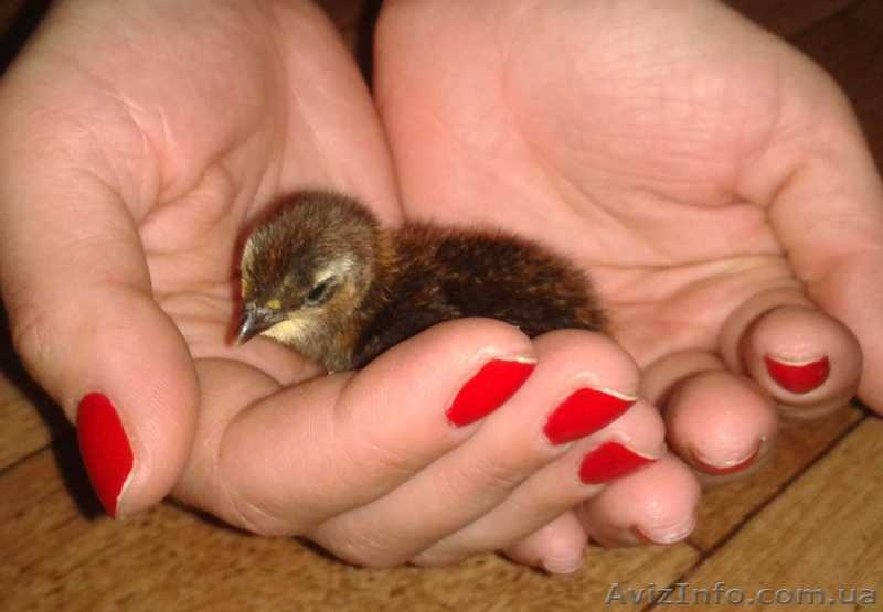 Клетки для перепелов (новые и б\у) - <ro>Изображение</ro><ru>Изображение</ru> #5, <ru>Объявление</ru> #951601