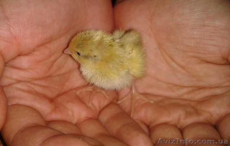 Клетки для перепелов (новые и б\у) - <ro>Изображение</ro><ru>Изображение</ru> #7, <ru>Объявление</ru> #951601