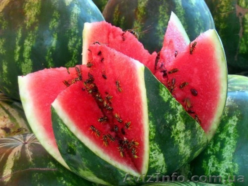 Продажа арбузов с поля  - <ro>Изображение</ro><ru>Изображение</ru> #3, <ru>Объявление</ru> #942924