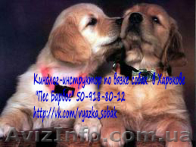 Кинолог-инструктор по вязке собак  в Харькове  "Пес Барбос" - <ro>Изображение</ro><ru>Изображение</ru> #3, <ru>Объявление</ru> #883250