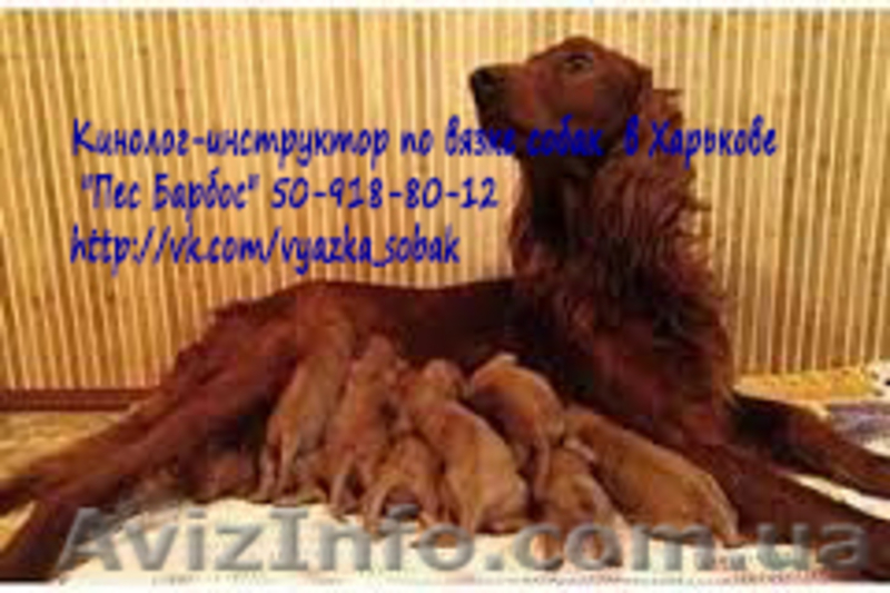 Кинолог-инструктор по вязке собак  в Харькове  "Пес Барбос" - <ro>Изображение</ro><ru>Изображение</ru> #4, <ru>Объявление</ru> #883250