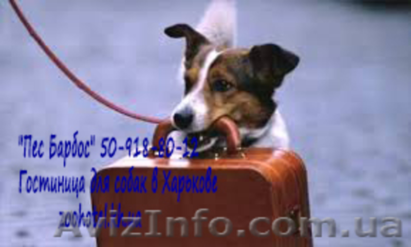 Зоогостиница для собак в Харькове "Пес Барбос"   - <ro>Изображение</ro><ru>Изображение</ru> #3, <ru>Объявление</ru> #964896