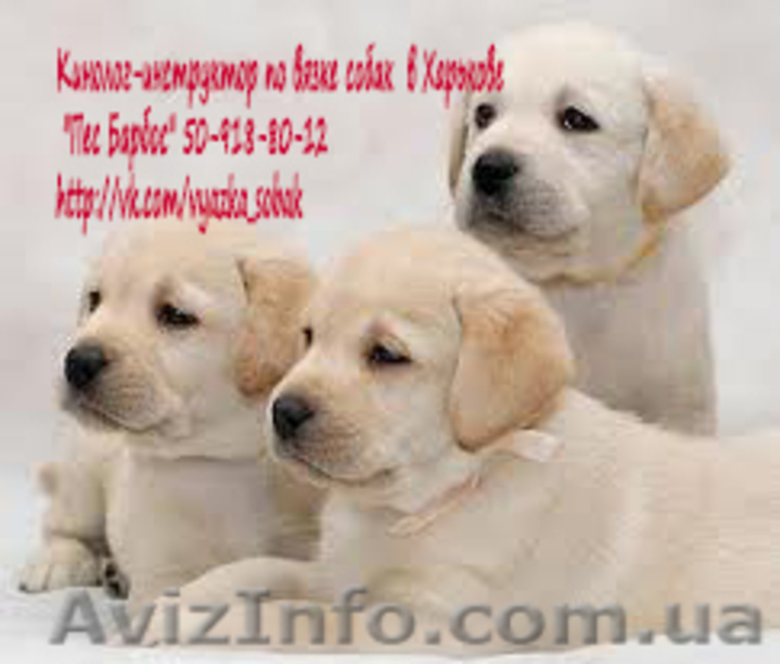 Кинолог-инструктор по вязке собак  в Харькове  "Пес Барбос" - <ro>Изображение</ro><ru>Изображение</ru> #5, <ru>Объявление</ru> #883250