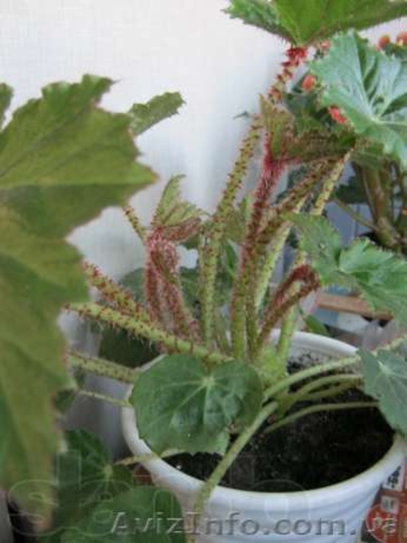 Бегонии, пепиромия, фуксия, мирт, абутилон и др. - <ro>Изображение</ro><ru>Изображение</ru> #2, <ru>Объявление</ru> #796991