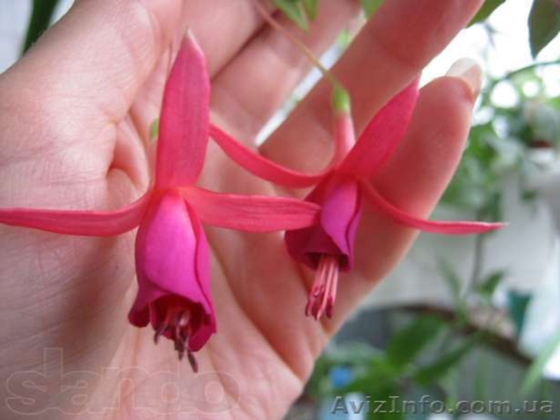 Бегонии, пепиромия, фуксия, мирт, абутилон и др. - <ro>Изображение</ro><ru>Изображение</ru> #5, <ru>Объявление</ru> #796991