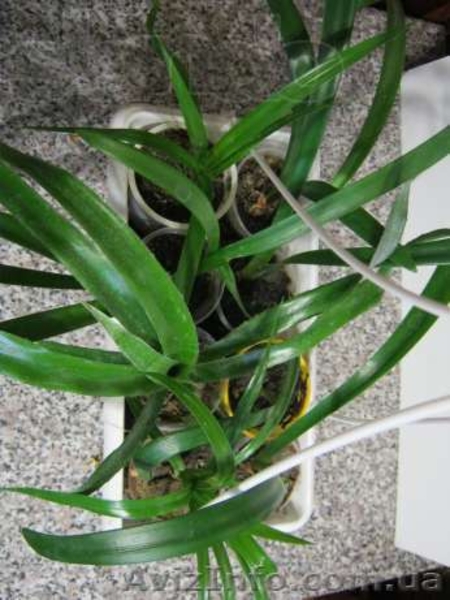 Бегонии, пепиромия, фуксия, мирт, абутилон и др. - <ro>Изображение</ro><ru>Изображение</ru> #6, <ru>Объявление</ru> #796991