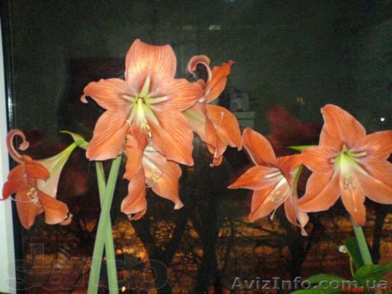 Бегонии, пепиромия, фуксия, мирт, абутилон и др. - <ro>Изображение</ro><ru>Изображение</ru> #7, <ru>Объявление</ru> #796991